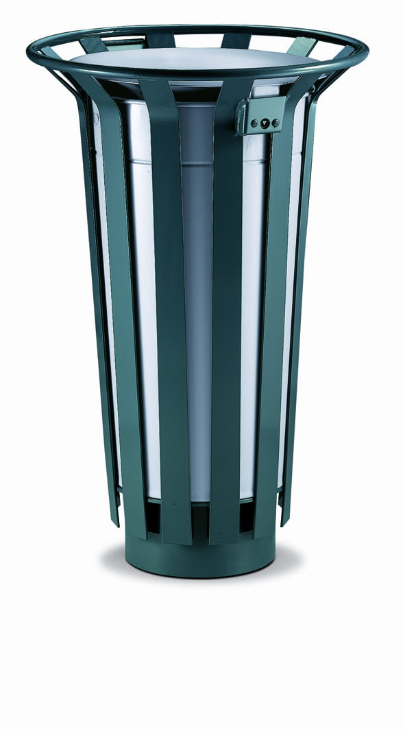 Tulipan